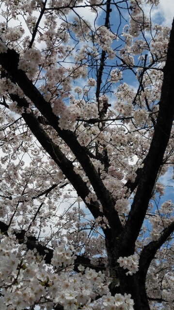 桜６.jpg